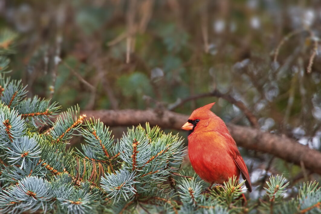 Cardinal Bird Perched