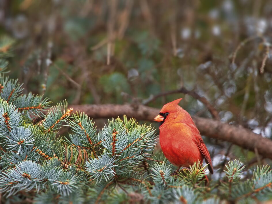 Cardinal Bird Perched