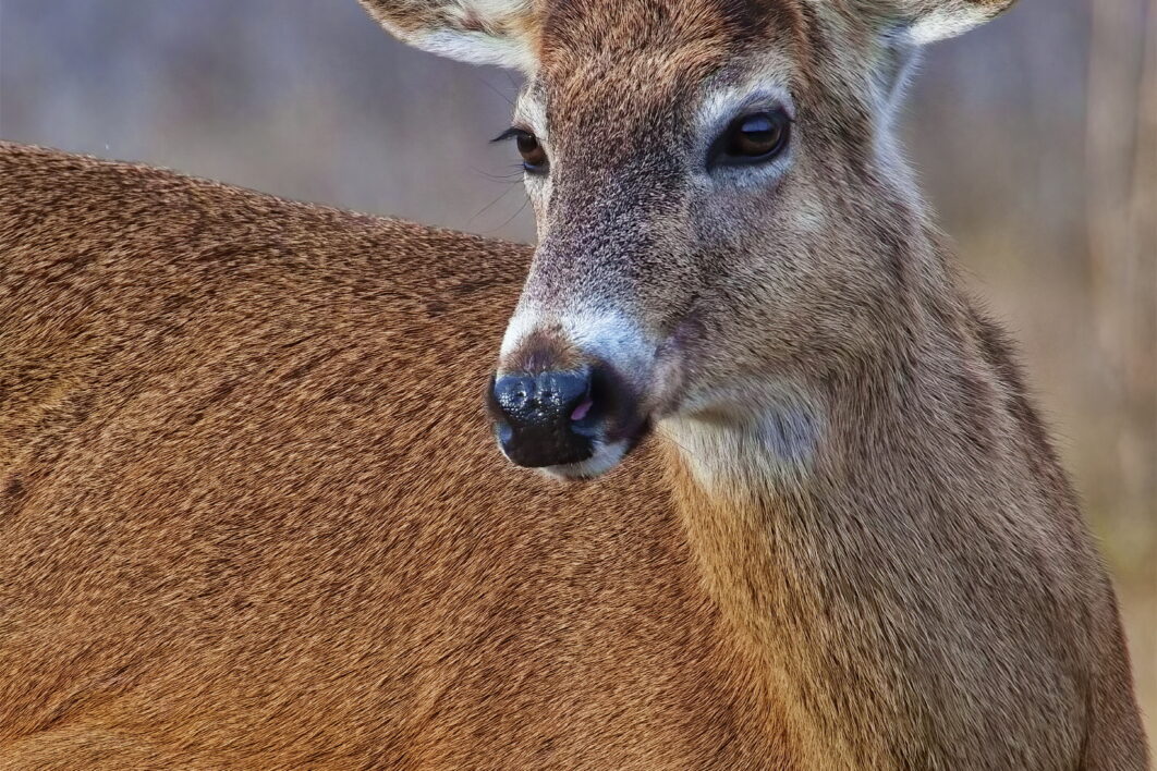 Deer Animal Mammal