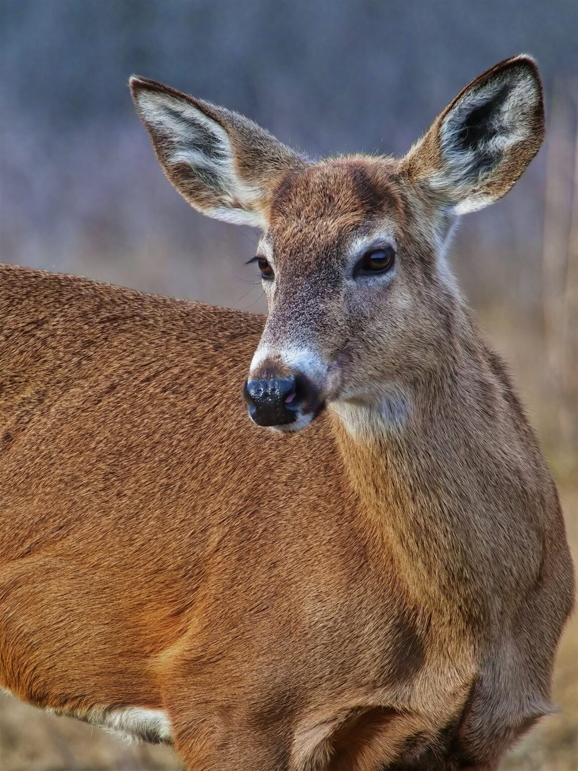 Deer Animal Mammal Royalty Free Photo