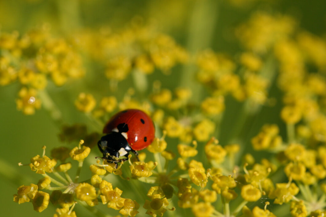 Ladybug Close Nature