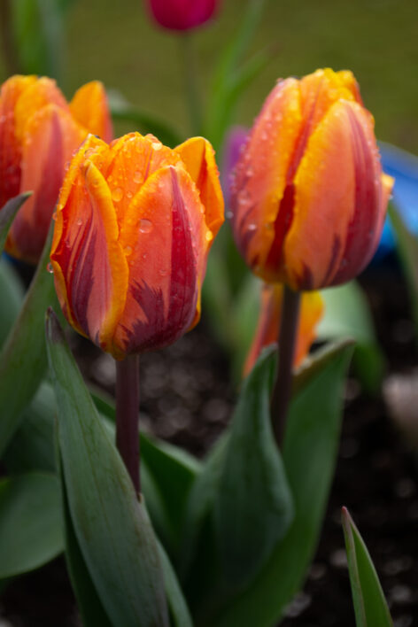 Tulips Flower Garden