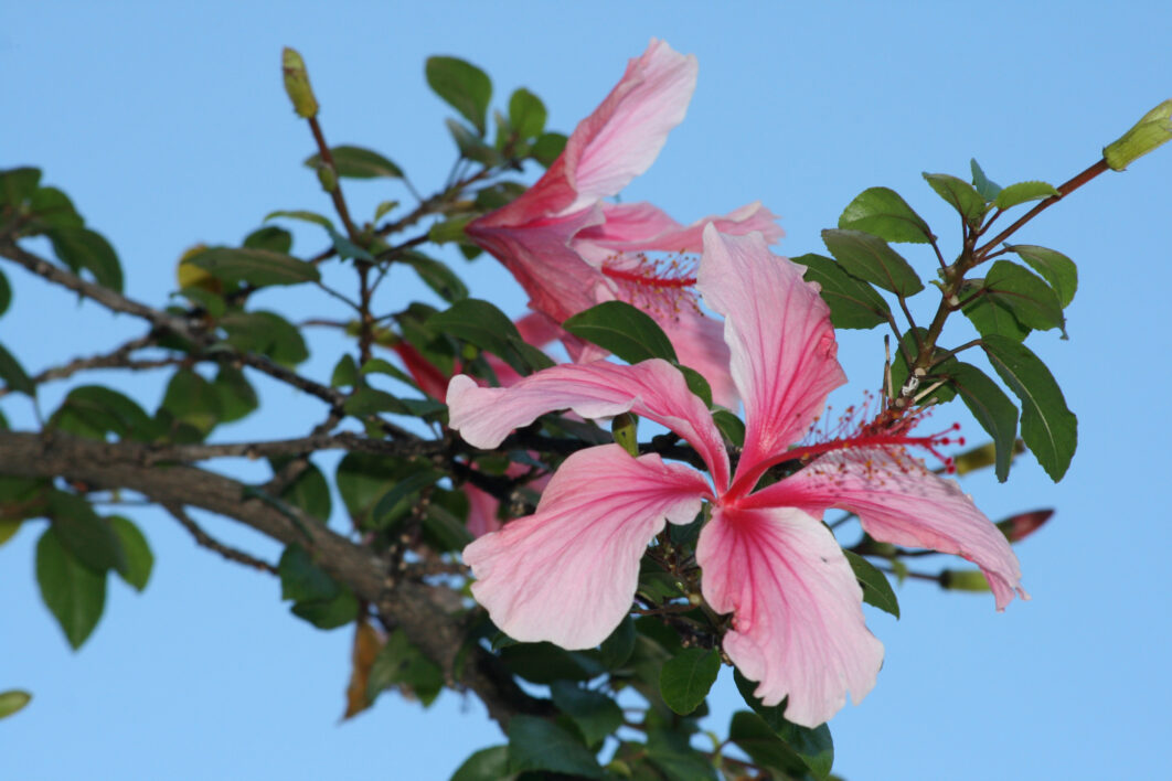 Hibiscus Flower Leaf