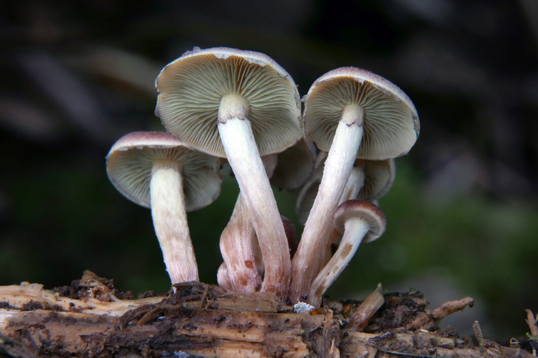 Wild Mushrooms Forest