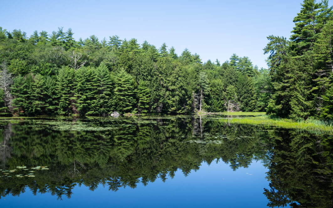 Pond Lake Landscape