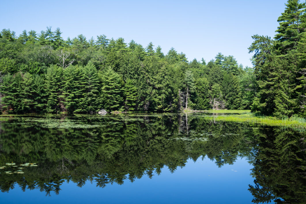 Pond Lake Landscape