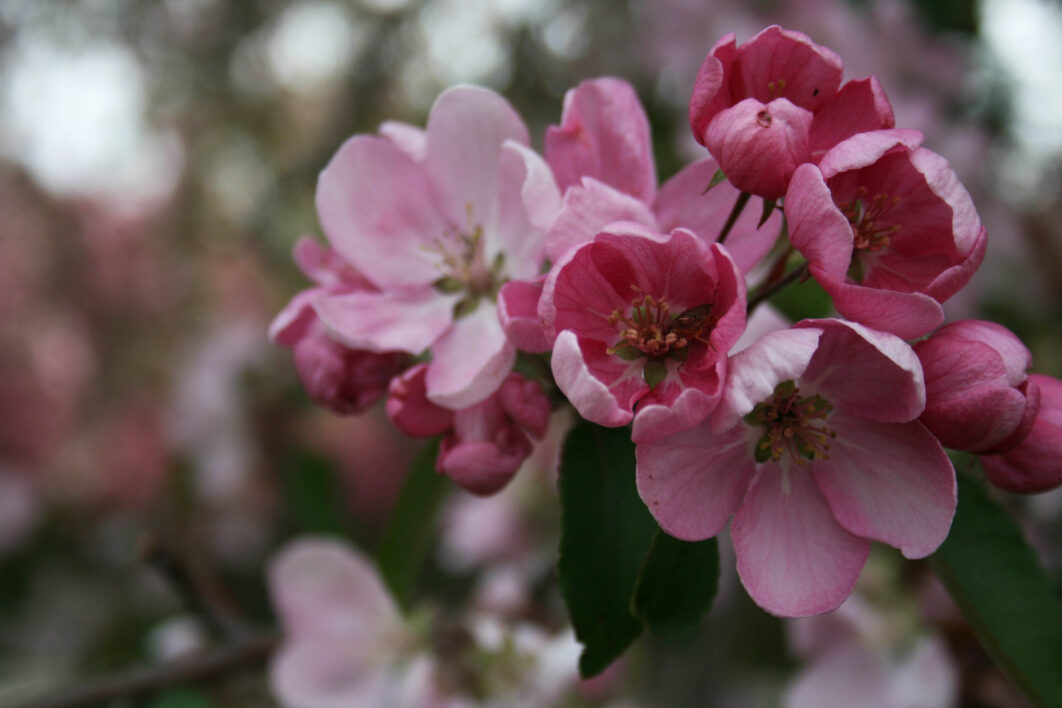 Apple Blossoms Nature