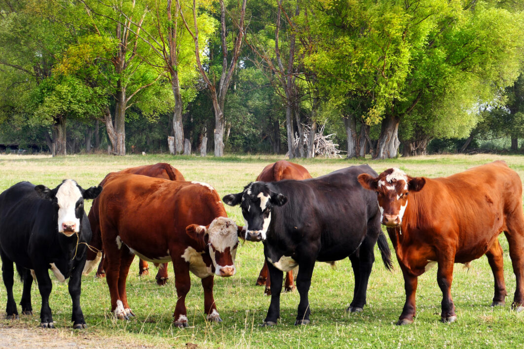 Cows Field Meadow