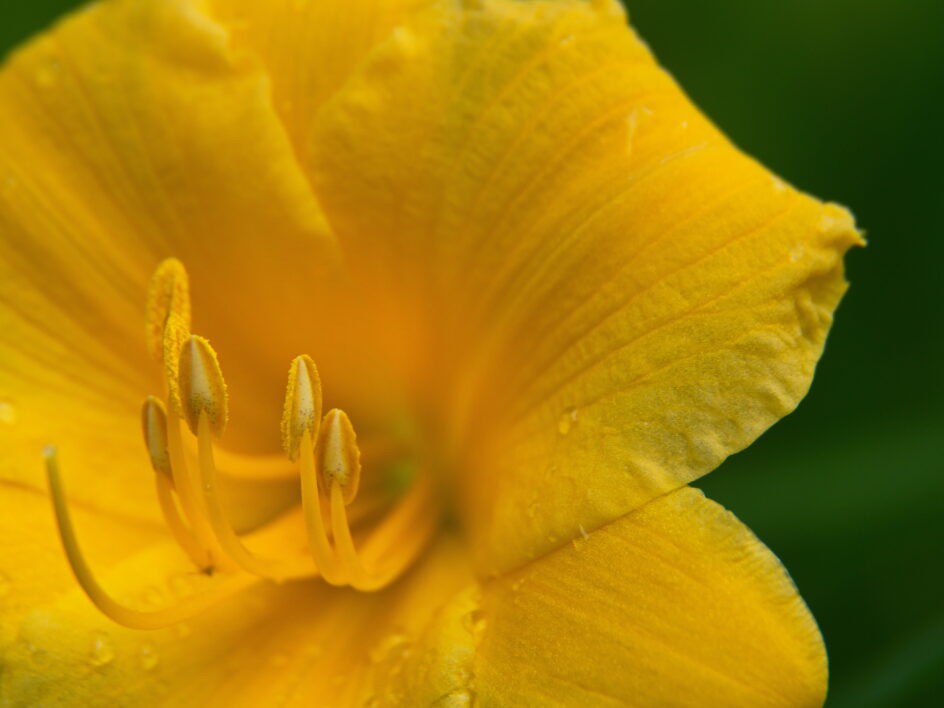 Yellow Flower Bloom