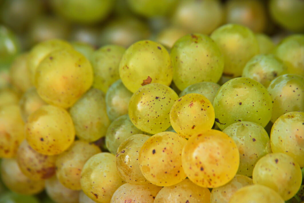 Grapes Fruit Close