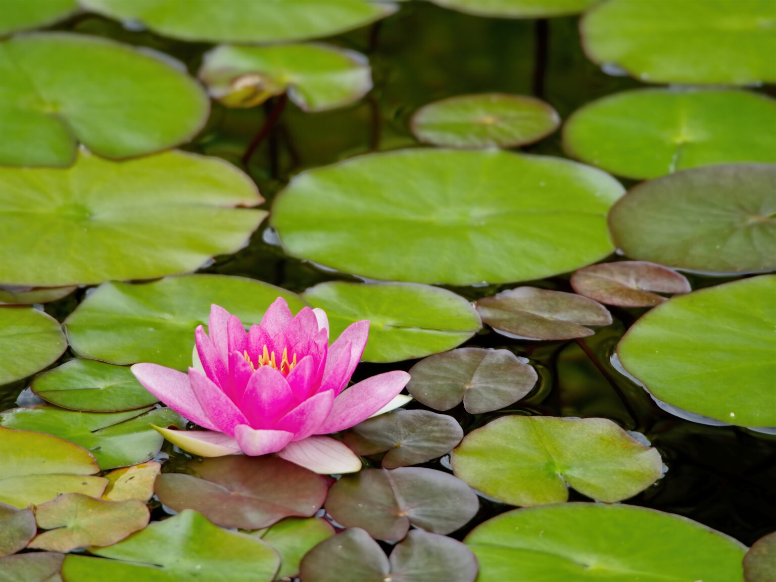 Lily Pad Water Royalty Free Photo