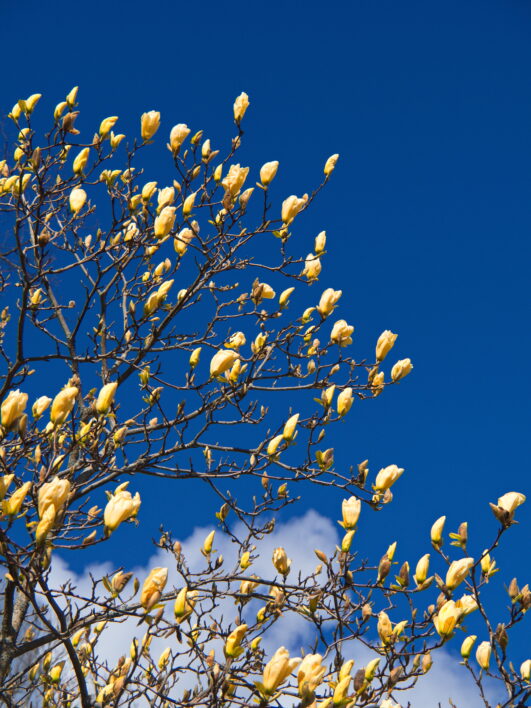 Yellow Blossoms Tree