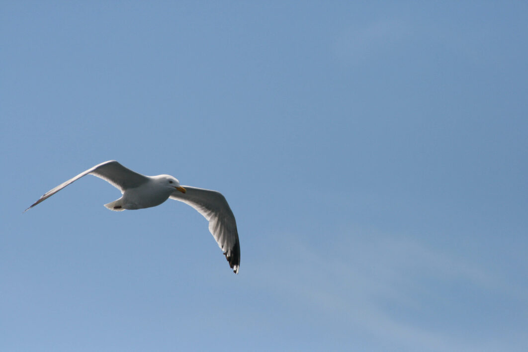 Seagull Flying Sky