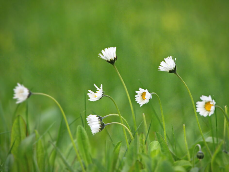 Daisies Flower Field