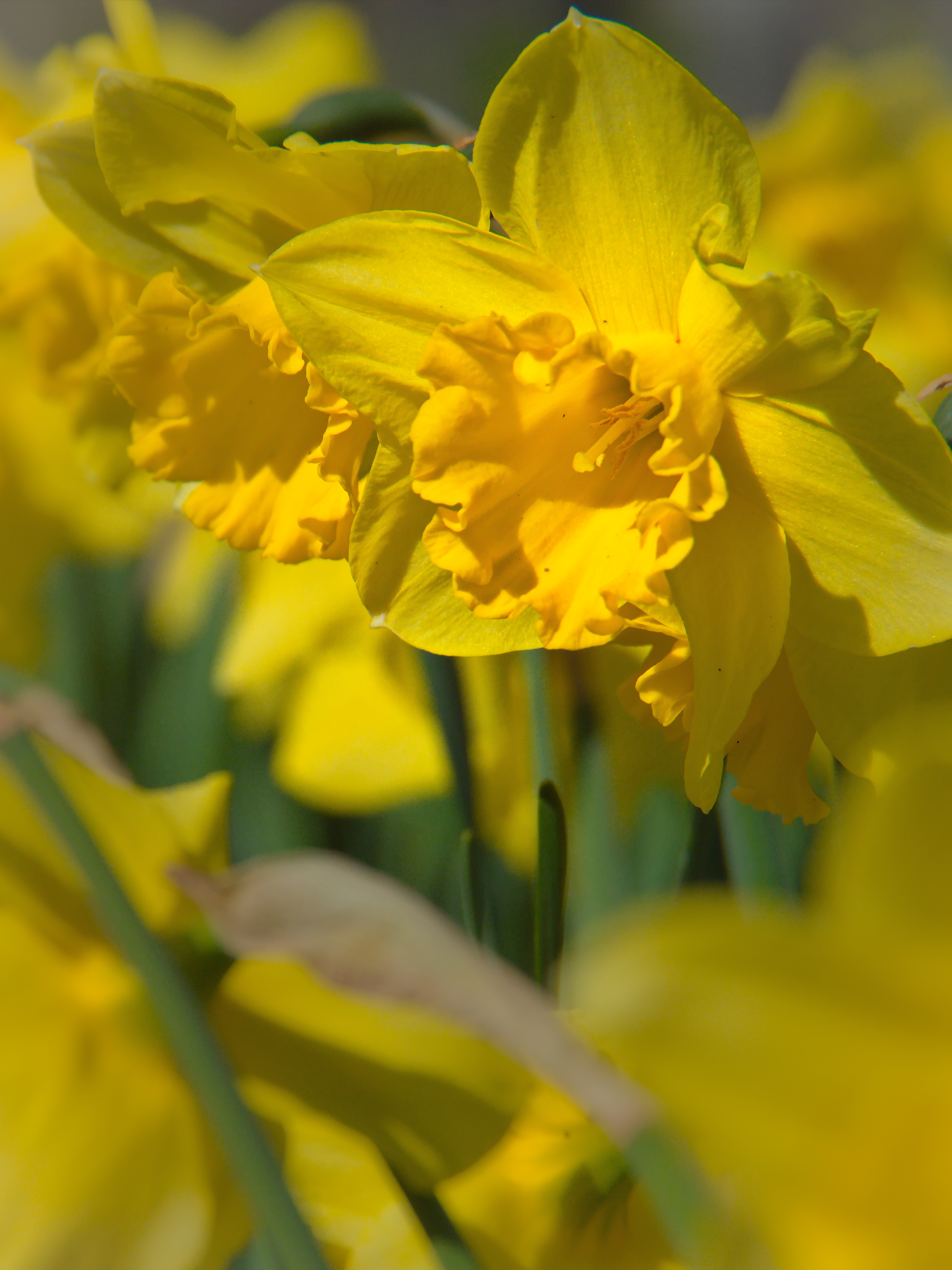 Yellow Daffodil Flower Instant Download Digital (Instant Download) 
