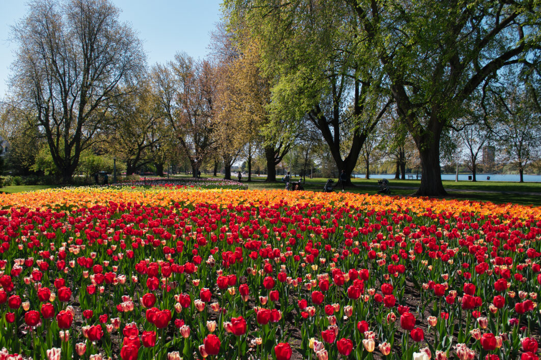 Tulips Background Garden