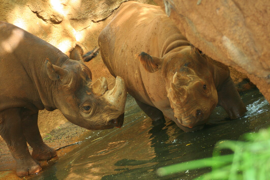 Rhinoceros Animal Nature