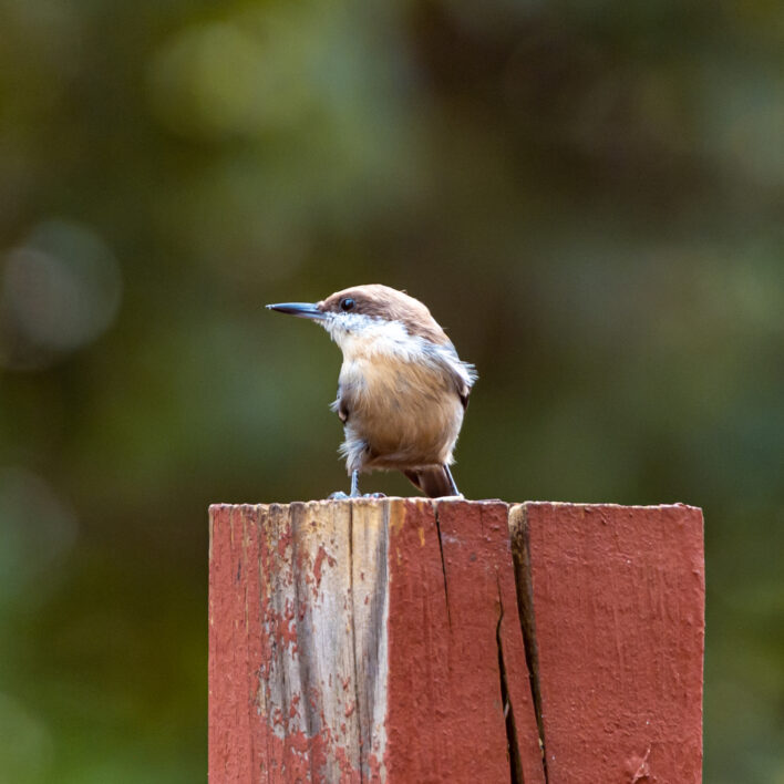 Bird Perched Nature