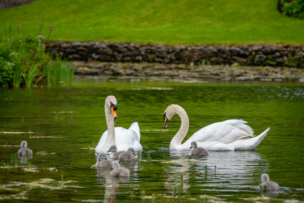 Swan Birds Lake