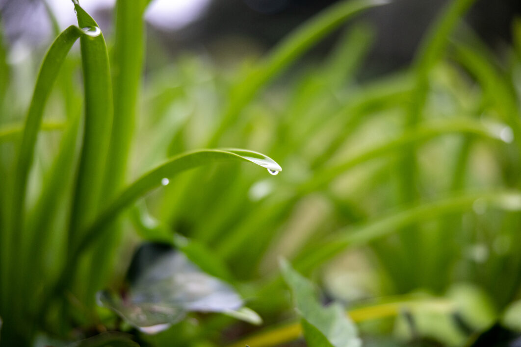 Water Droplets Grass