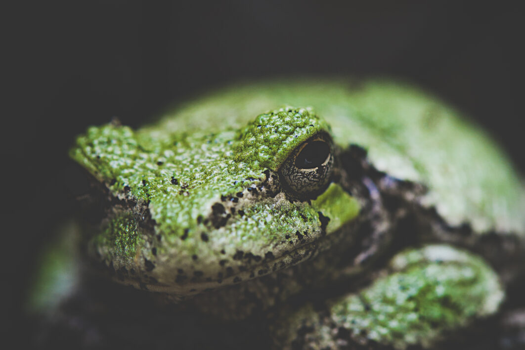 Frog Animal Nature