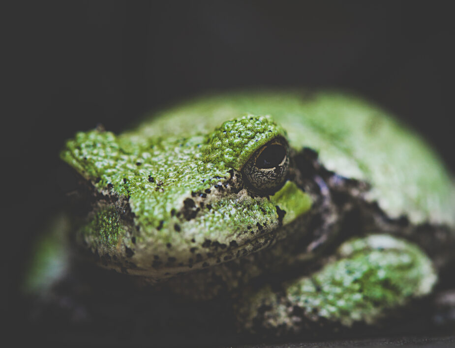 Frog Animal Nature