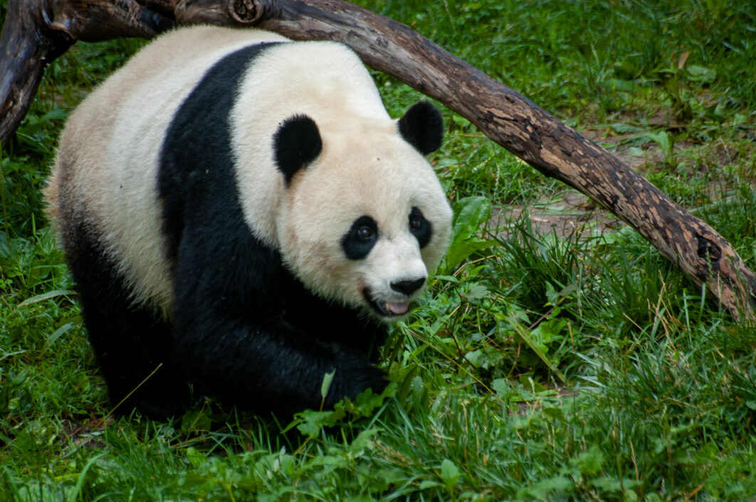 Panda Bear Animal