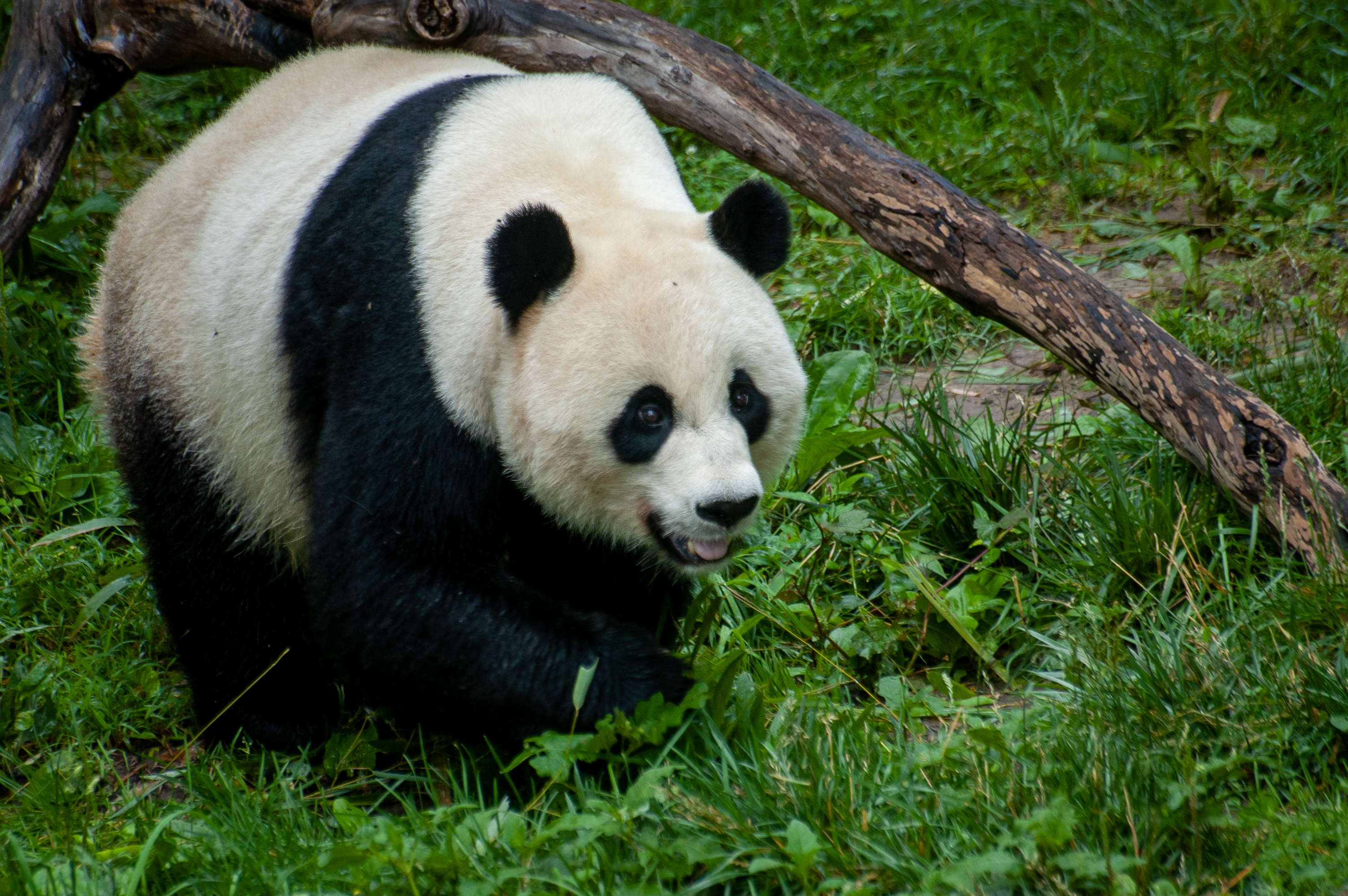 Panda Bear Animal Royalty Free Photo