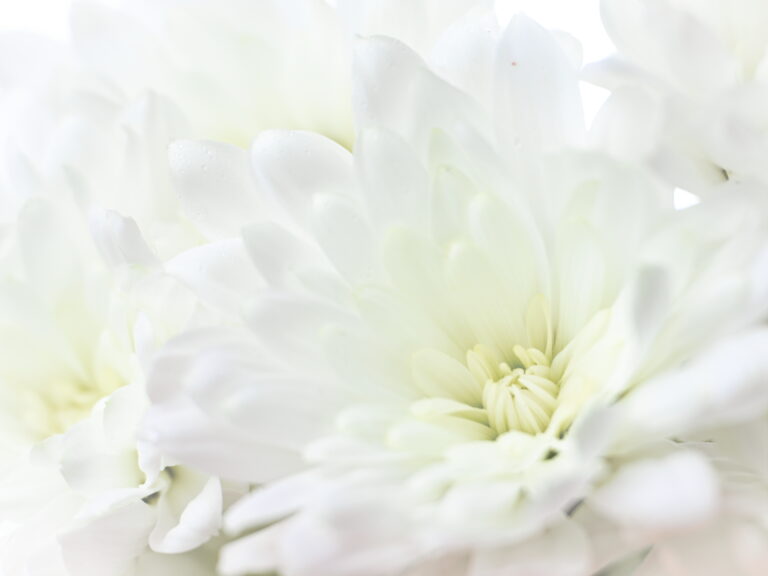 Soft Flower Background Royalty Free Photo