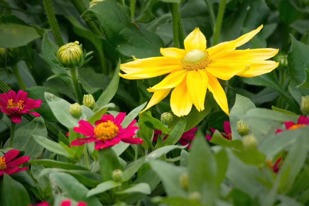 Yellow Flower Garden