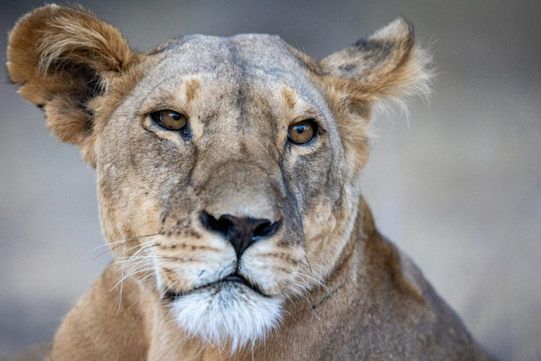 Lion Animal Portrait