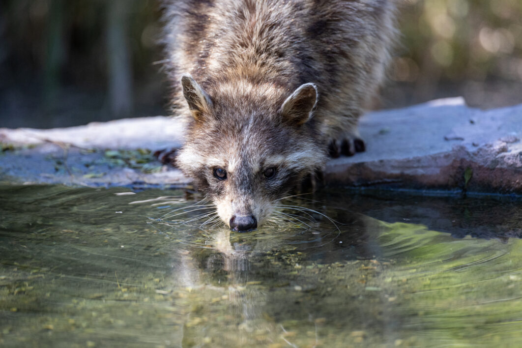 Raccoon Animal Wild