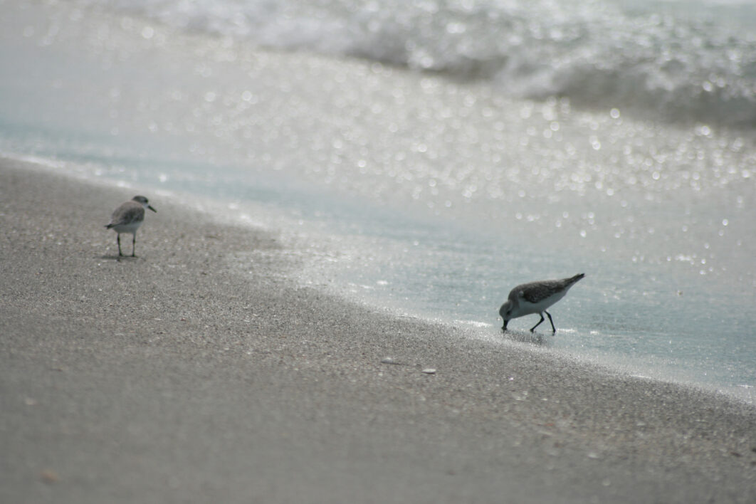 Shore Water Birds