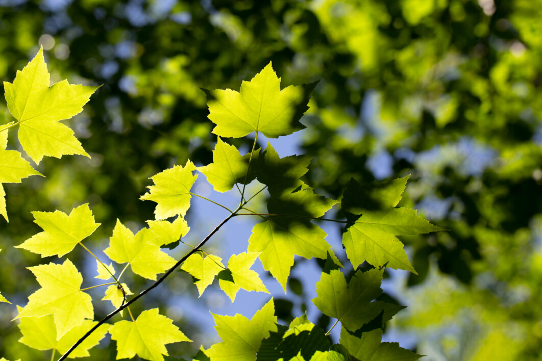 Leaves Pattern Tree