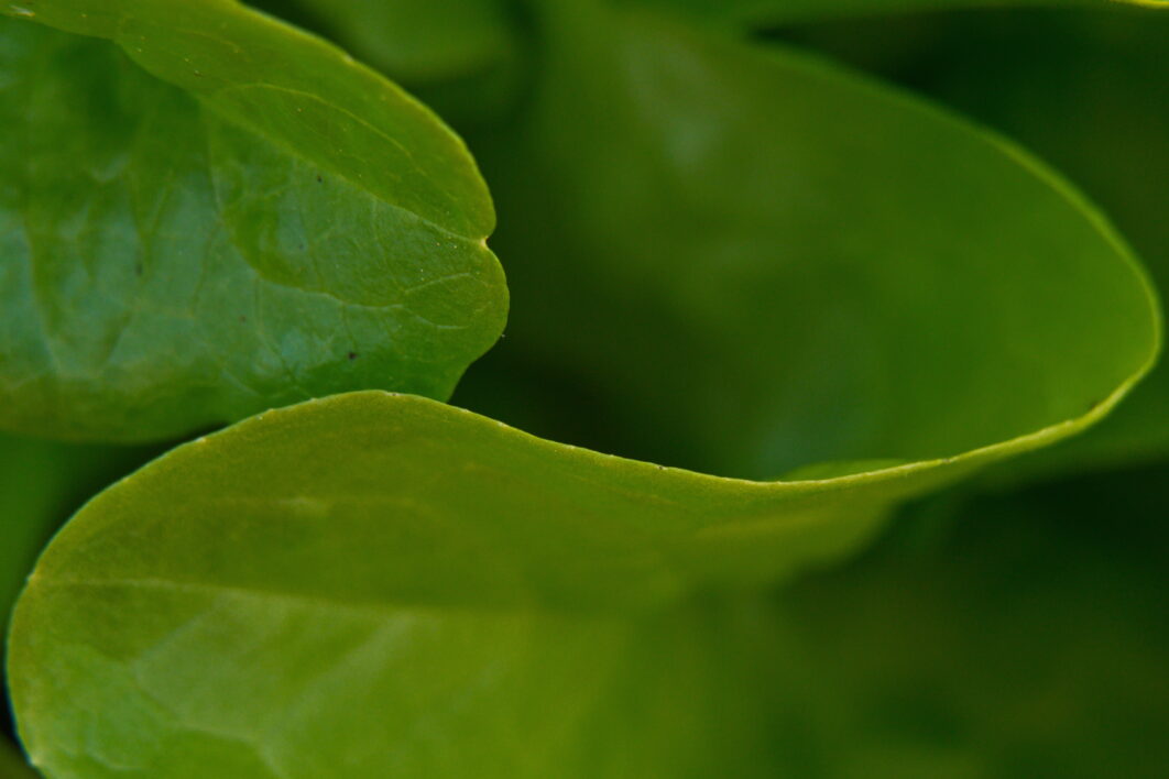 Green Leaf Nature