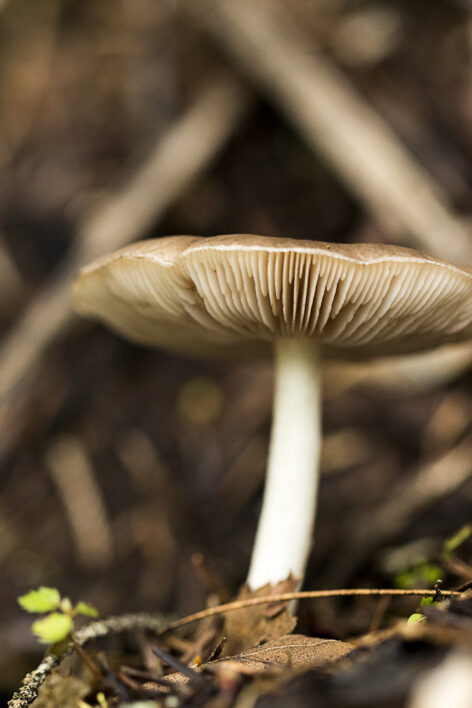 Mushroom Fungus Nature