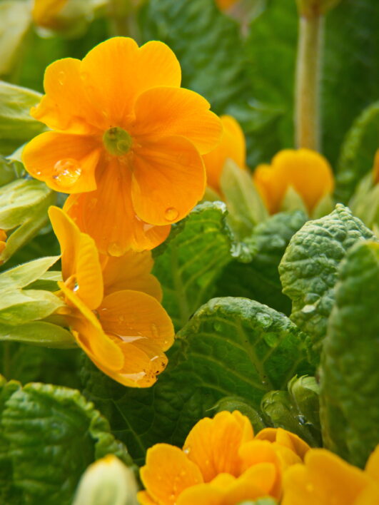Orange Flowers Garden