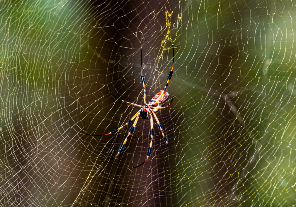 Spider Web Insect