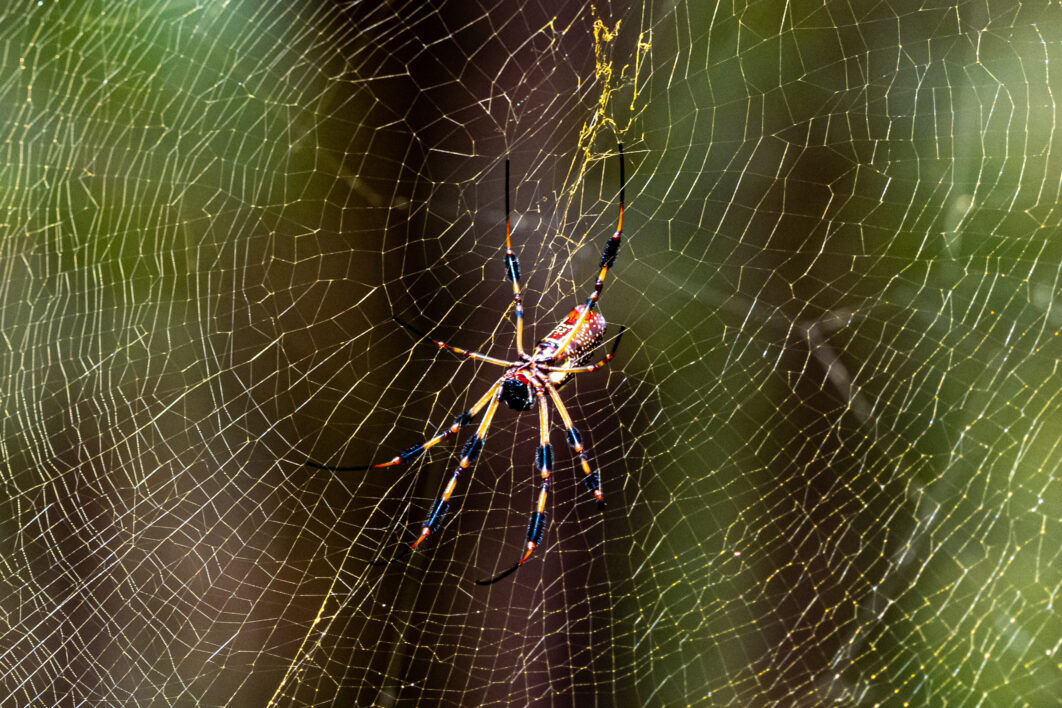 Spider Web Insect