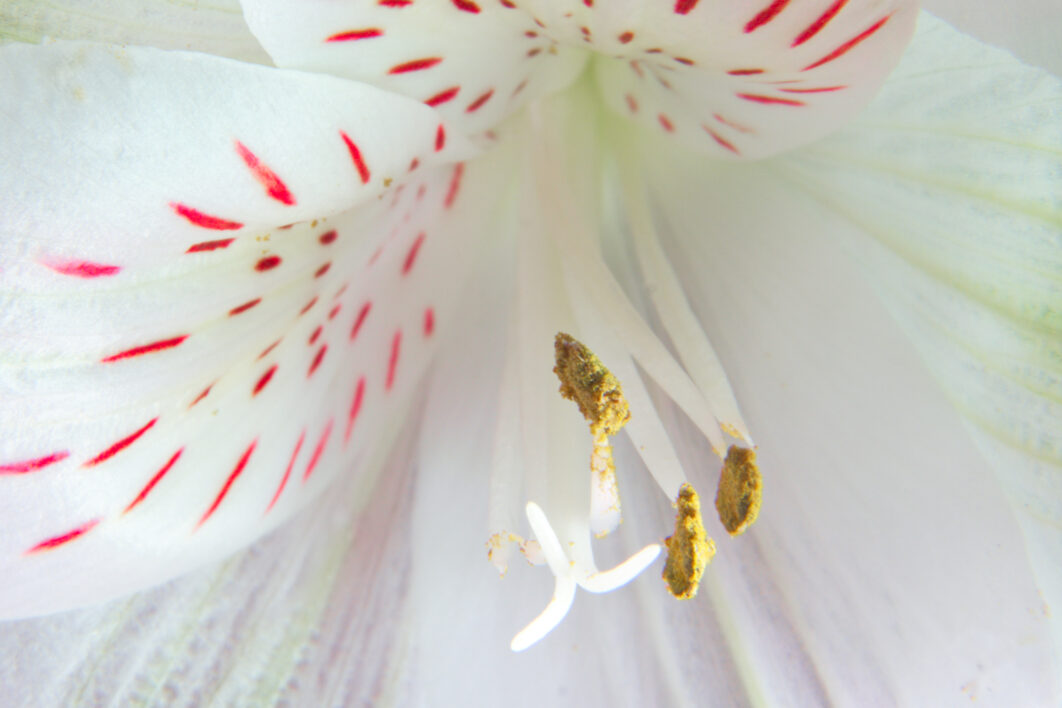 Flower Close Detail