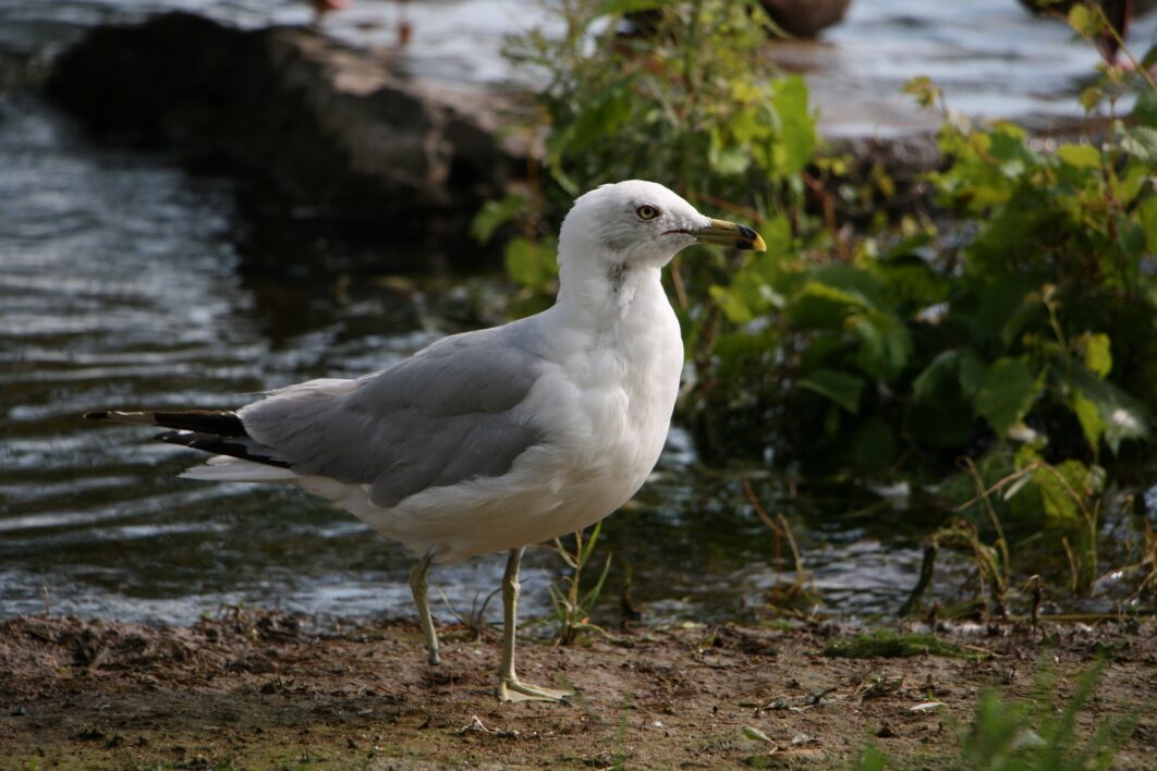 Seagull Bird Shore