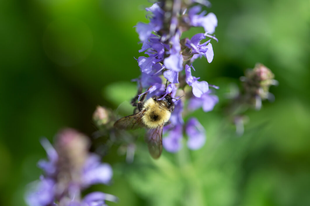 Bee Flower Macro