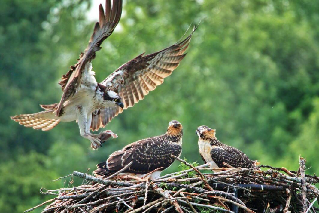 Hawk Bird Nature