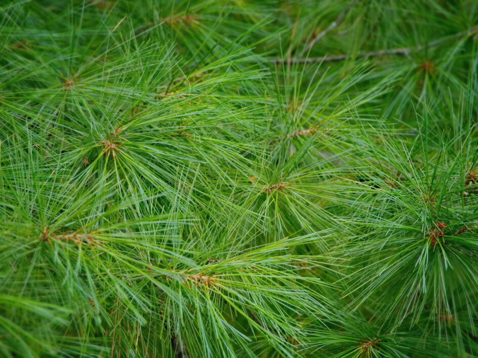 Forest Tree Needles