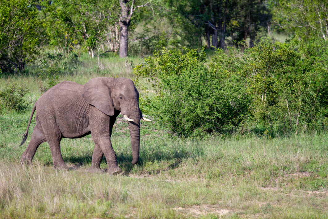 Elephant Africa Nature