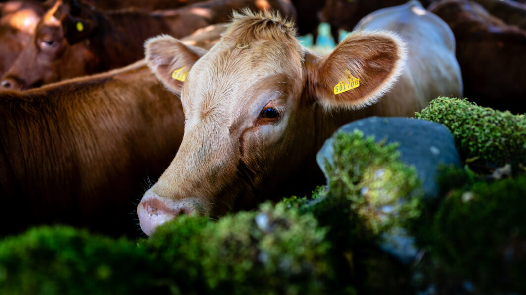 Calf Cow Farm