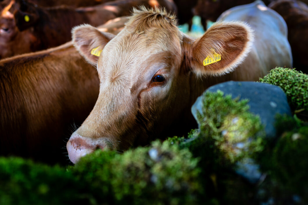 Calf Cow Farm