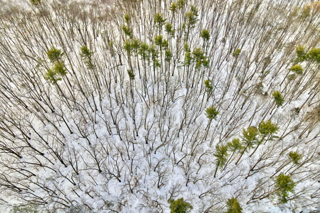 Winter Forest Aerial