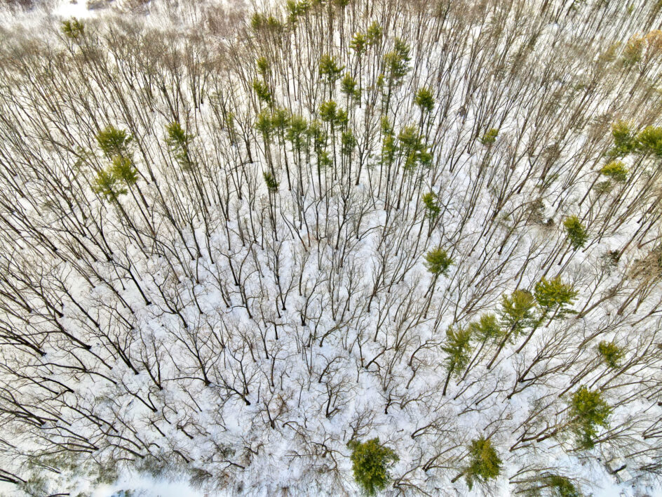 Winter Forest Aerial