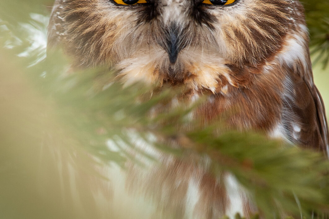 Owl Eyes Nature